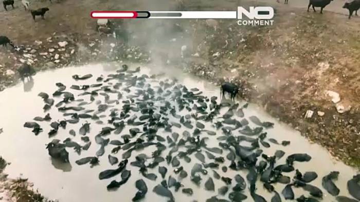 News video: Türkei: Ungewöhnliche Aufnahmen von Wasserbüffeln in heißen Quellen