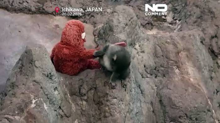 News video: Hype um Affenbaby Punch: Fans stürmen Zoo nahe Tokio