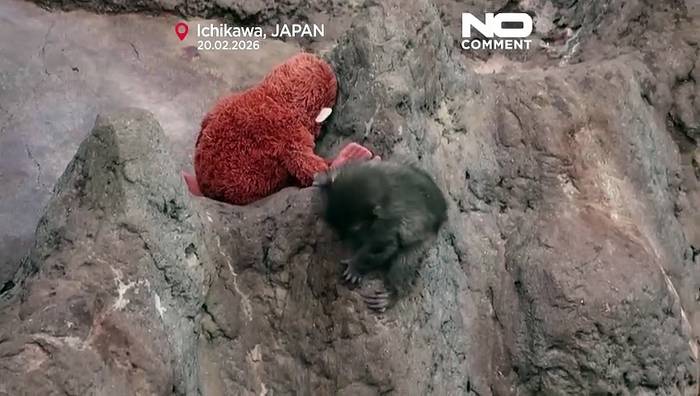 News video: Makake Punch und sein Kuscheltier: Vom Außenseiter zum Netz-Liebling