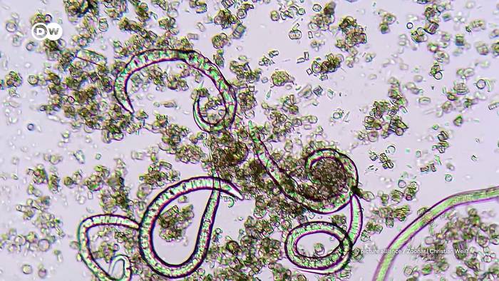 News video: Ein Haustier-Medikament soll Millionen Menschen helfen