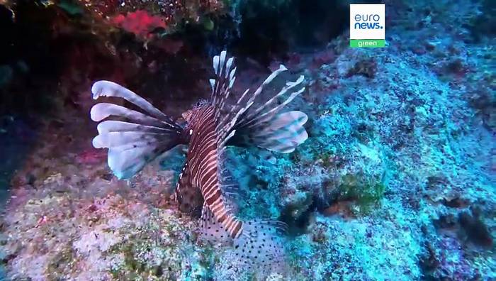 News video: Delikatesse Rotfeuerfisch: Kochen für den Meeresschutz in Griechenland