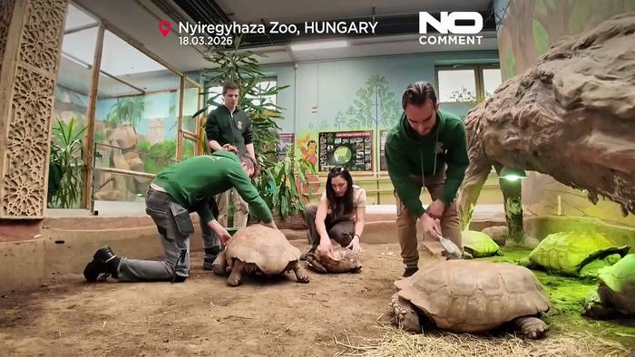 News video: Ungarn: Wellness-Tag für bedrohte Schildkröten im Zoo Nyíregyháza