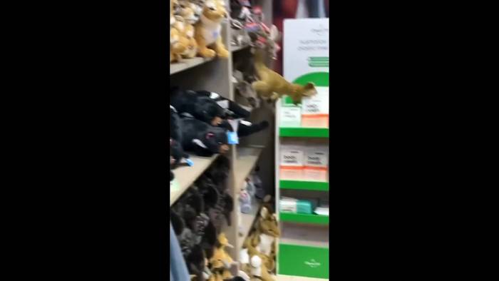 News video: Tierische Überraschung in Australien: Opossum im Plüschtier-Regal