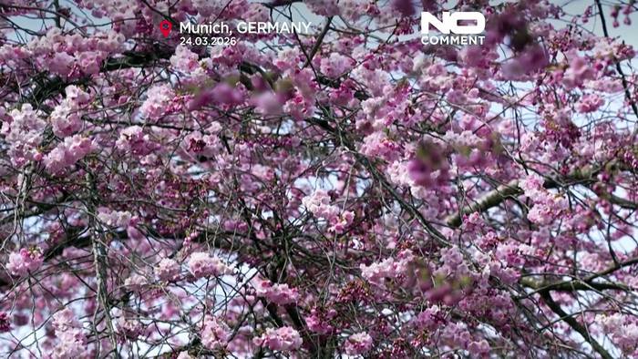 News video: Kirschblüten bringen Frühlingsstimmung nach München und Norditalien