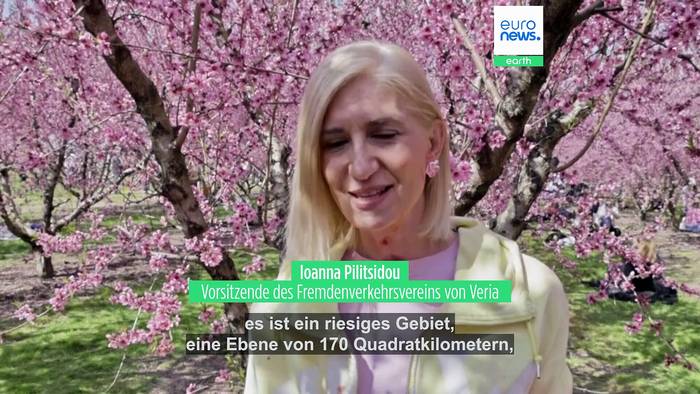 News video: Bezaubernde rosa Landschaft der blühenden Pfirsichbäume lockt Blogger und Influencer nach Veria