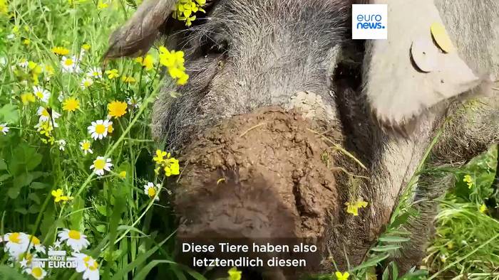 News video: Die Geheimnisse des Pata Negra: Ein „einzigartiges Produkt“, das sich anschickt, die Welt zu erobern