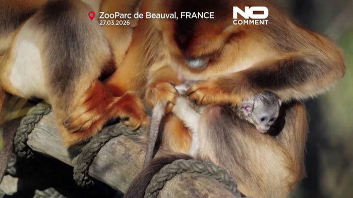 News video: Erster Goldstumpfnasenaffe außerhalb Asiens im französischen Zoo zu sehen