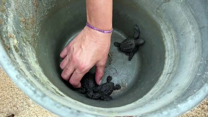 News video: Schutz für Meeresschildkröten in Gabun gerät wegen Geldmangel ins Wanken