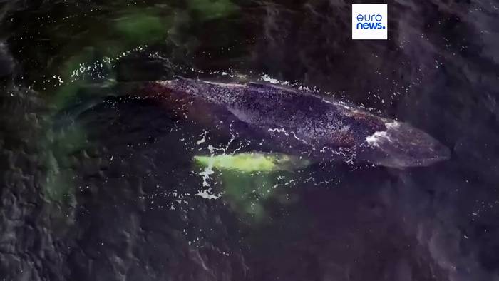 News video: Ostsee: Rätsel um gestrandeten Wal - bewegungslos in zwei Metern Tiefe