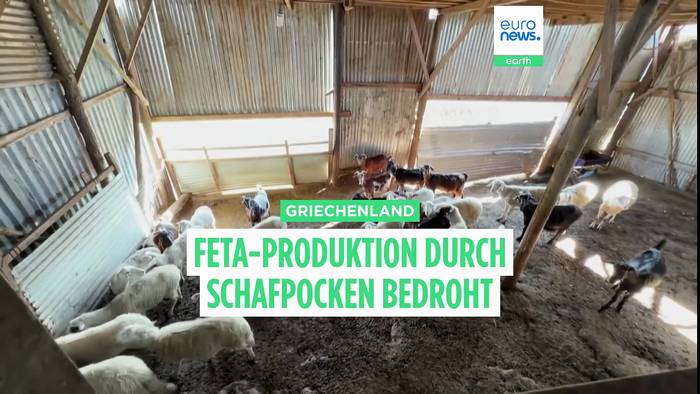 News video: 600.000 Schafe getötet: Griechenlands Feta-Produktion durch Schafpocken ernsthaft bedroht