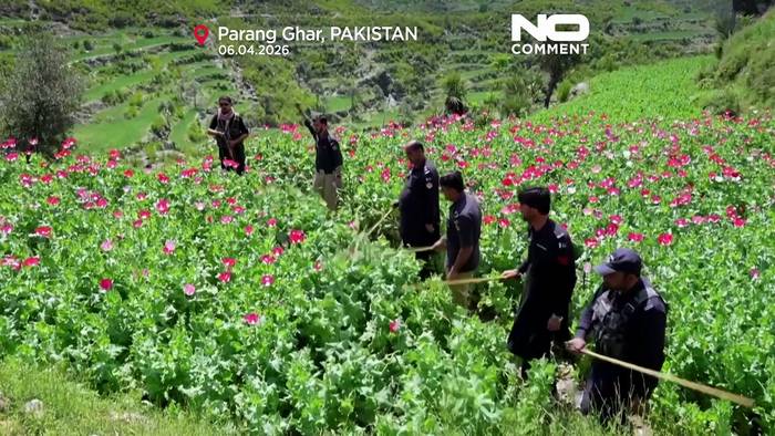 News video: Polizei zerstört Opium-Mohnfelder in Pakistan