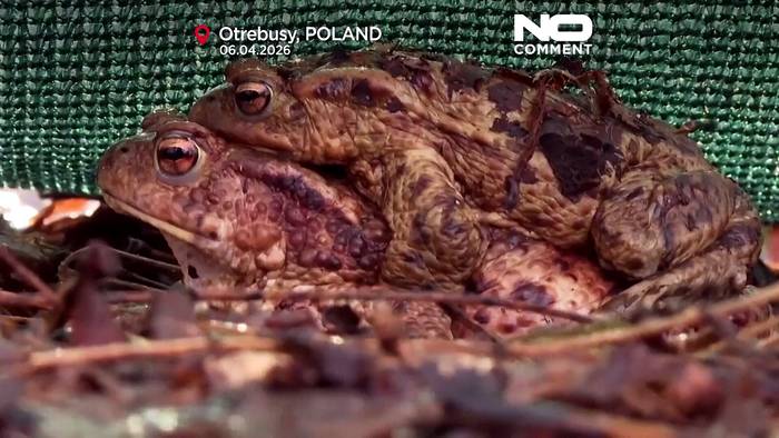 News video: Polen: Frosch-Patrouille rettet Tausende Amphibien auf Wanderung