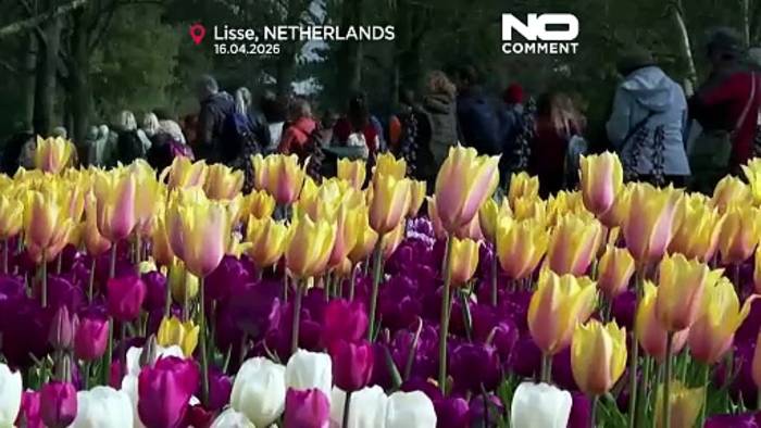 News video: Keukenhof in den Niederlanden lockt internationale Gäste zur Frühlingsblüte