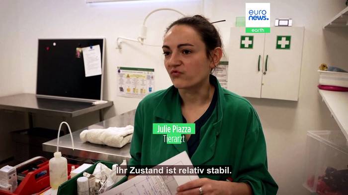 News video: Füchse, Enten, Igel: Krankenhaus bei Paris gibt verletzten Wildtieren eine 2. Chance