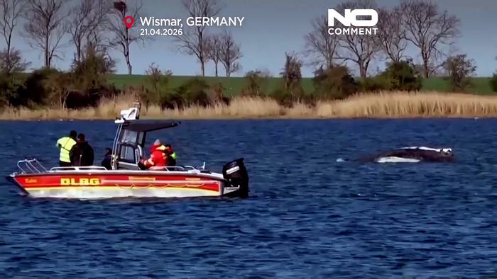 News video: Buckelwal Timmy steckt weiter im seichten Wasser in Norddeutschland fest