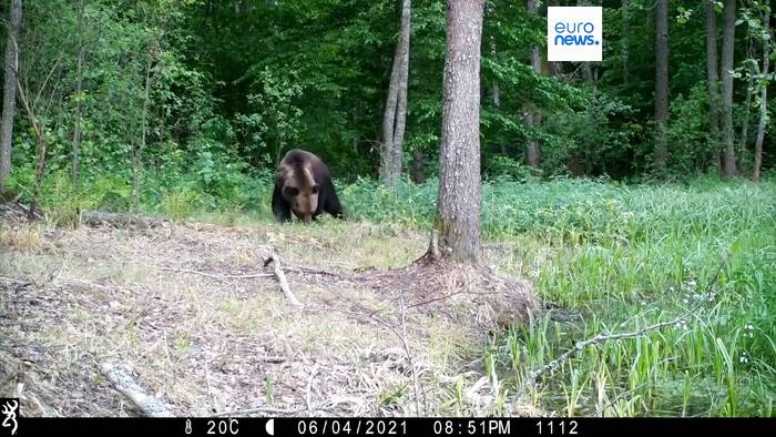 News video: Tschernobyl: Natur erobert die Sperrzone und schafft unerwartetes Wildtierparadies