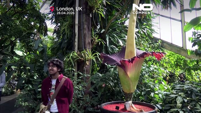News video: Hunderte strömen in London zur Blüte der seltenen Aasblume