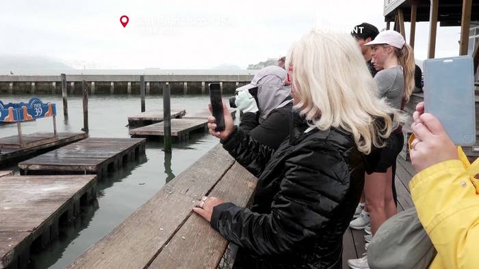 News video: Seelöwe „Chonkers“ lockt Menschenmengen in San Francisco an