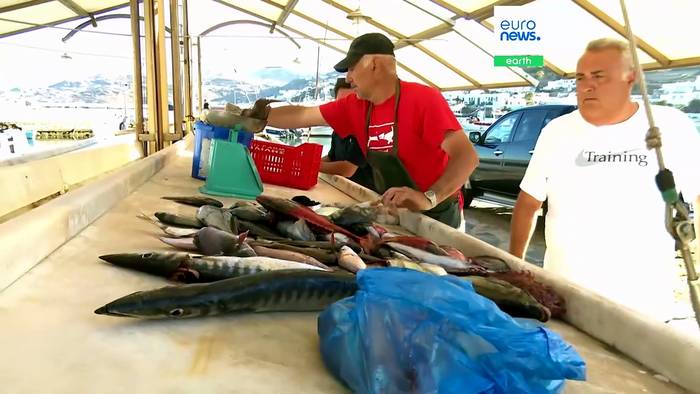 News video: Welche Fische dürfen wir noch essen? Griechenlands neuer Leitfaden