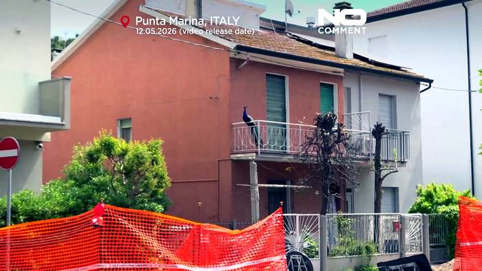 News video: Pfauen erobern Badeort in Norditalien