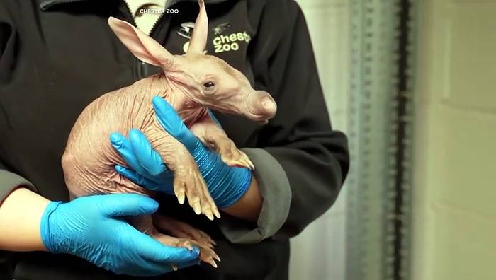 News video: Seltenes Erdferkel kommt im Chester Zoo zur Welt