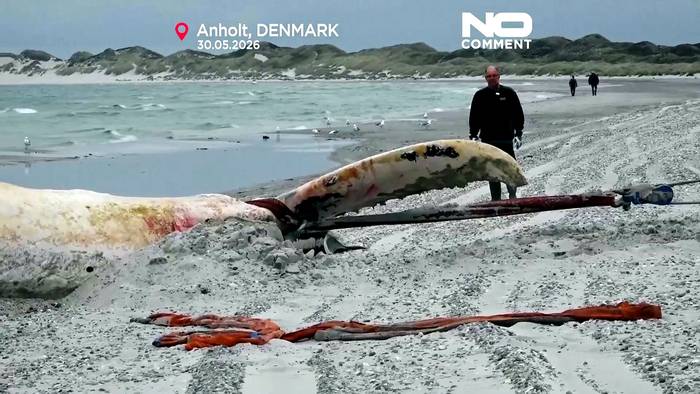 News video: Buckelwal „Timmy“ auf dänischer Insel an Land gebracht