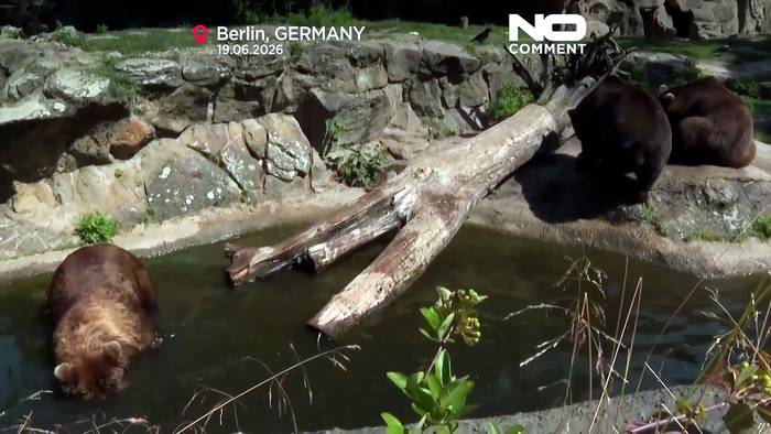 Video: Europa schwitzt: Elefanten und Bären im Berliner Zoo kühlen ab