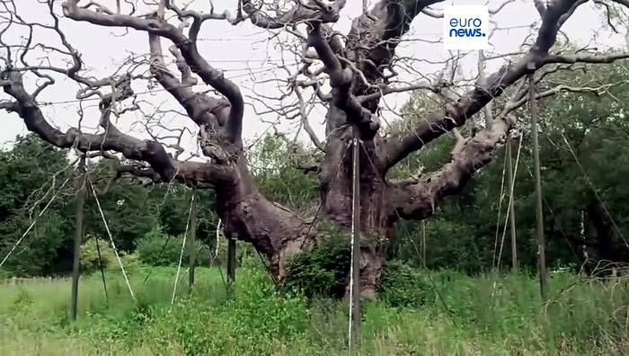 News video: Robin-Hood-Legende: 1.200 Jahre alte Eiche im Sherwood Forest für tot erklärt