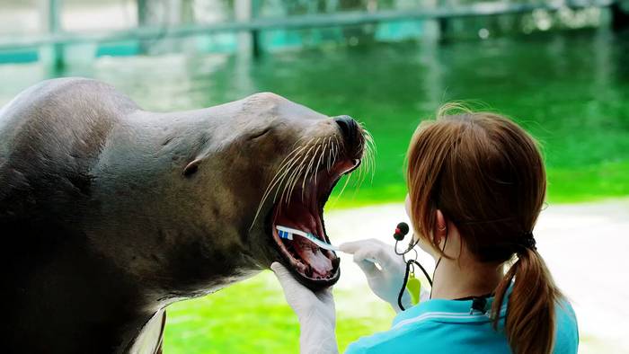 News video: Ungarischer Zoo: Seehund putzt Zähne