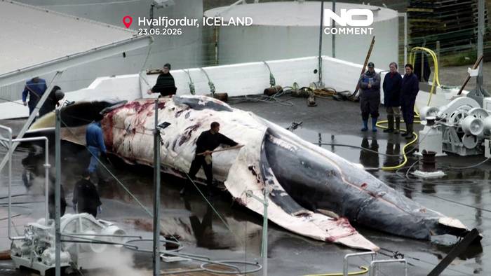 News video: Island nimmt Walfang wieder auf: erste Tiere getötet