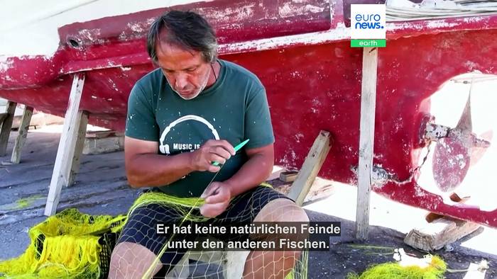Video: Invasive Art: Fischer auf Kreta verzweifeln an Plage giftiger Hasenkopf-Kugelfische
