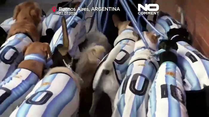 News video: Hunde im Argentinien-Trikot: Buenos Aires im WM-Fieber