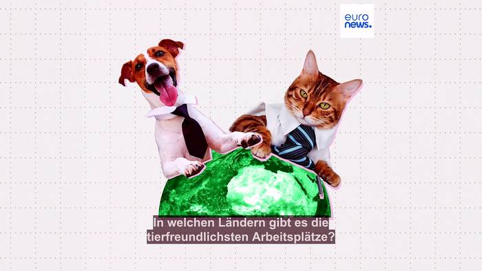 News video: Hunde und Katzen im Büro: Ja oder nein? Europas tierfreundlichste Länder