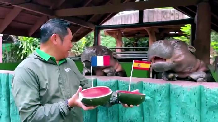 News video: Zwergflusspferd in Thailand tippt WM-Finale Frankreich gegen Argentinien