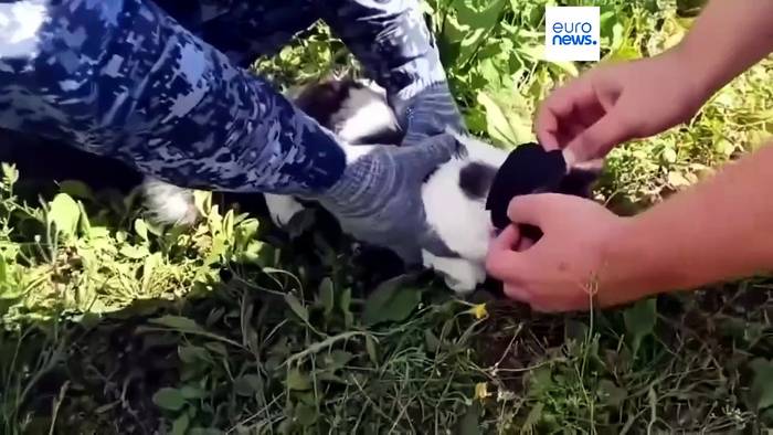 News video: Gefasst: Kater sollte Drogen in russische Strafkolonie schmuggeln